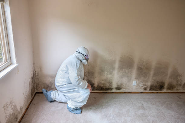 Environmental Consulting for Mold Prevention in Coldwater, MS